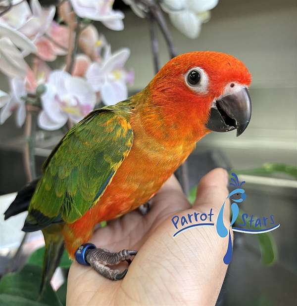 sun-conure-for-sale