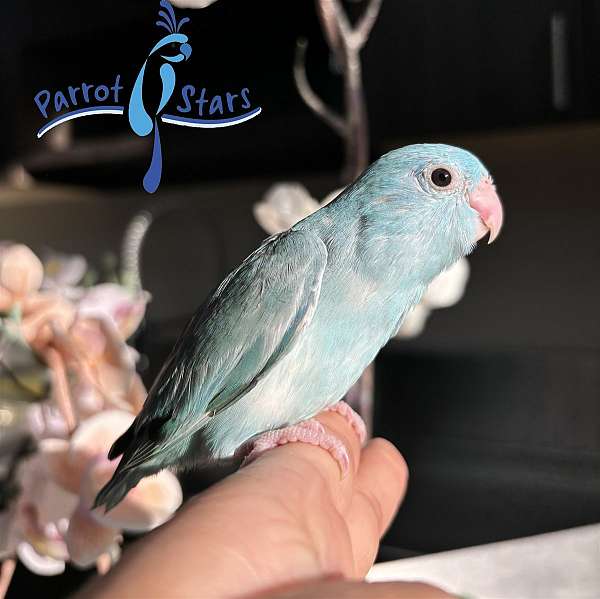 pacific-parrotlet-for-sale