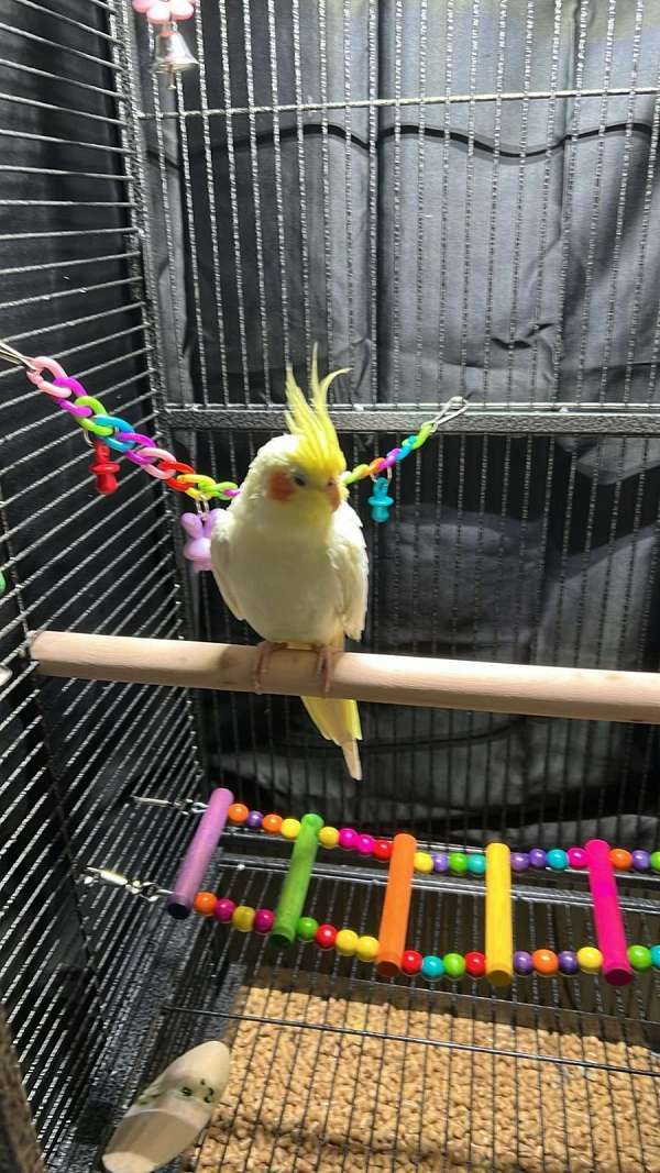 cockatiel-for-sale-in-west-plains-mo