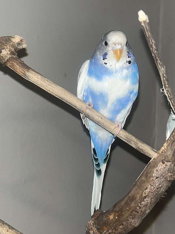 parakeet-for-sale-in-fairborn-oh