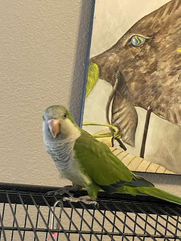 quaker-parrots-for-sale-in-oceanside-ca