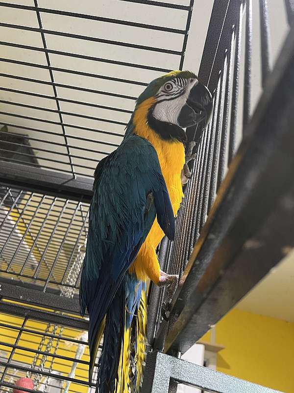 macaw-for-sale