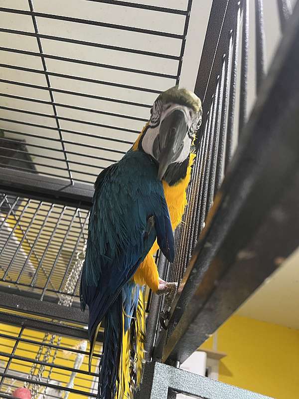 macaw-for-sale-in-louisville-ky