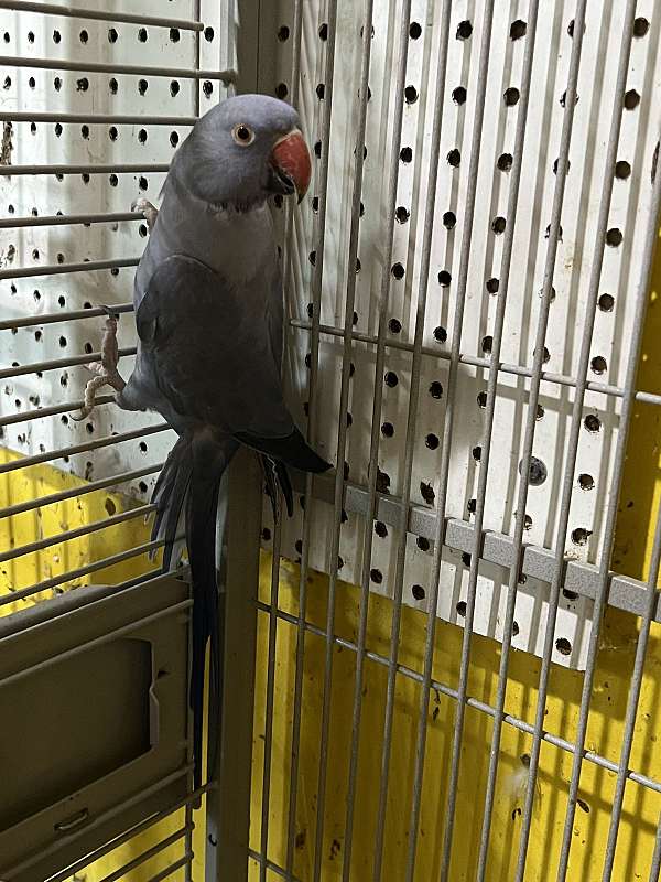 parrot-for-sale