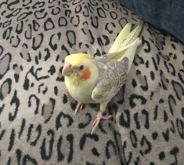 cockatiel-for-sale