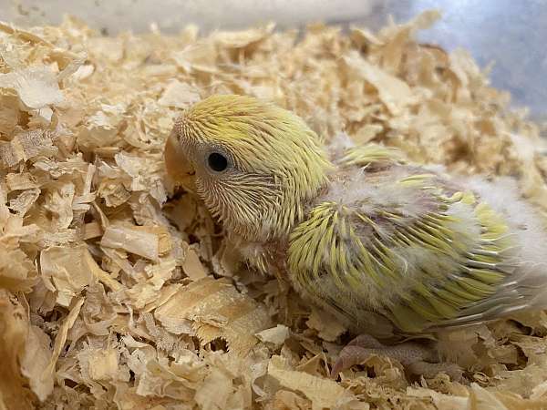 baby-bird-for-sale-in-danville-va