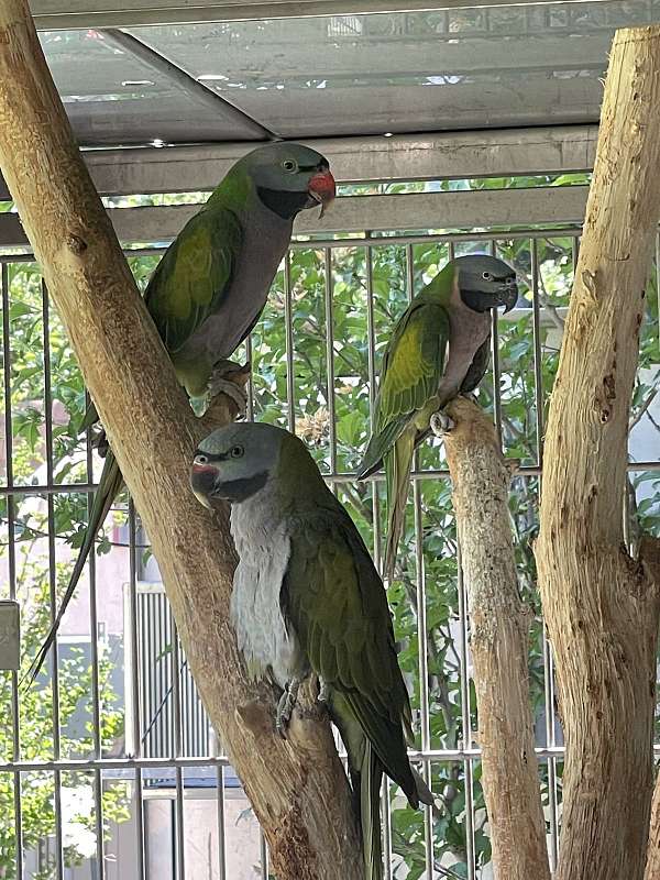 parakeet-for-sale-in-highland-ut