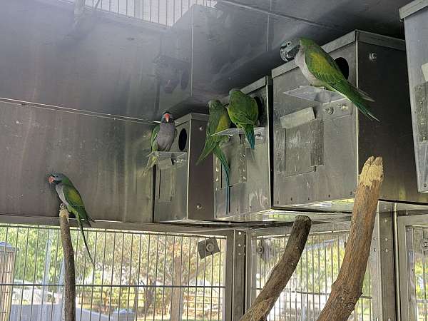 green-parakeet-for-sale