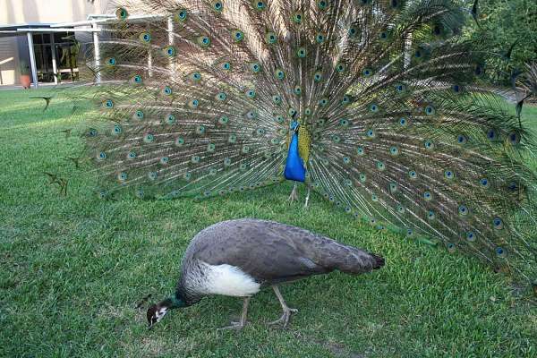 peacock-for-sale-in-boyertown-pa