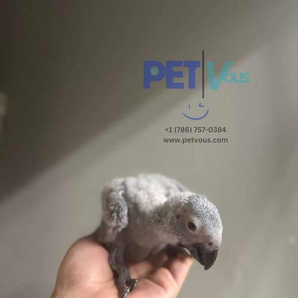 african-grey-parrot-for-sale