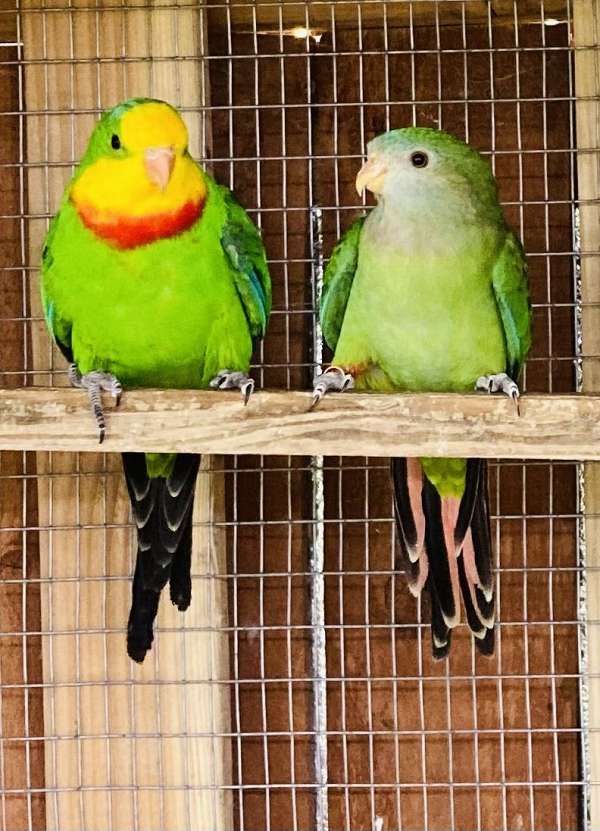 parrotlet-for-sale-in-granada-hills-ca