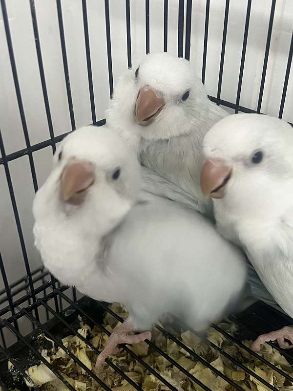 quaker-parrots-for-sale-in-toney-al