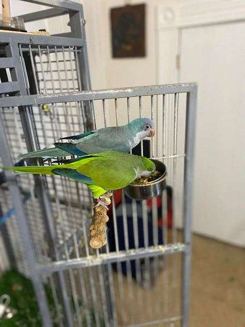 quaker-parrots-for-sale-in-new-lexington-oh