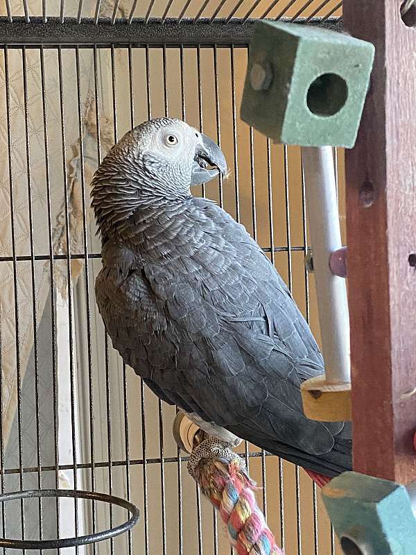 congo-african-grey-parrot-for-sale-in-rocky-ridge-md