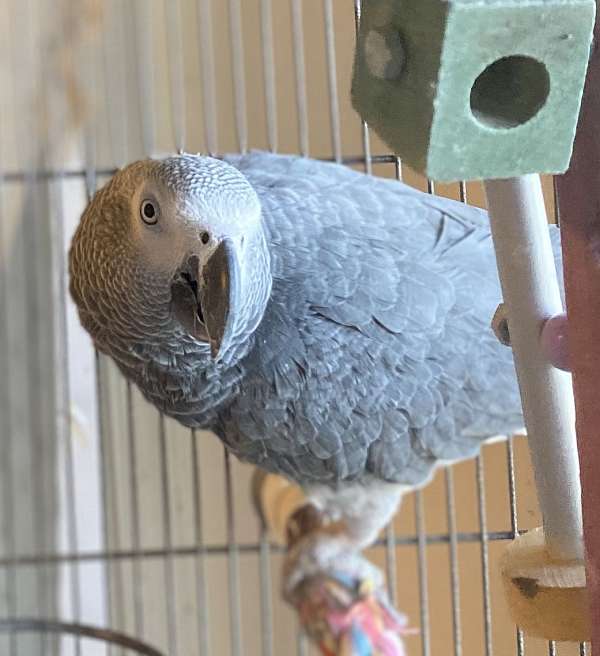 male-bird-for-sale-in-rocky-ridge-md