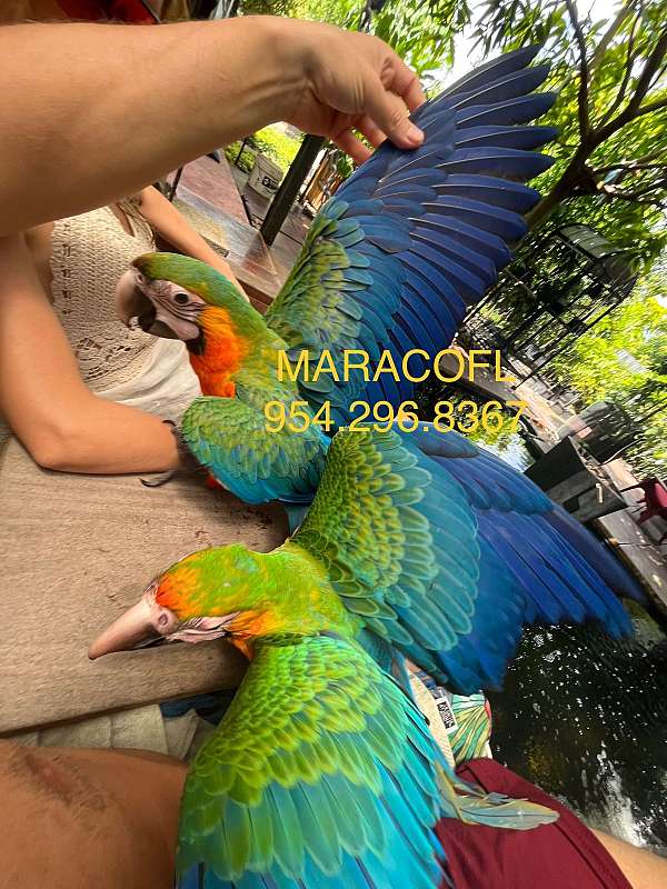 hybrid-macaw-for-sale