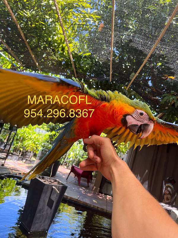 baby-hybrid-macaw-for-sale