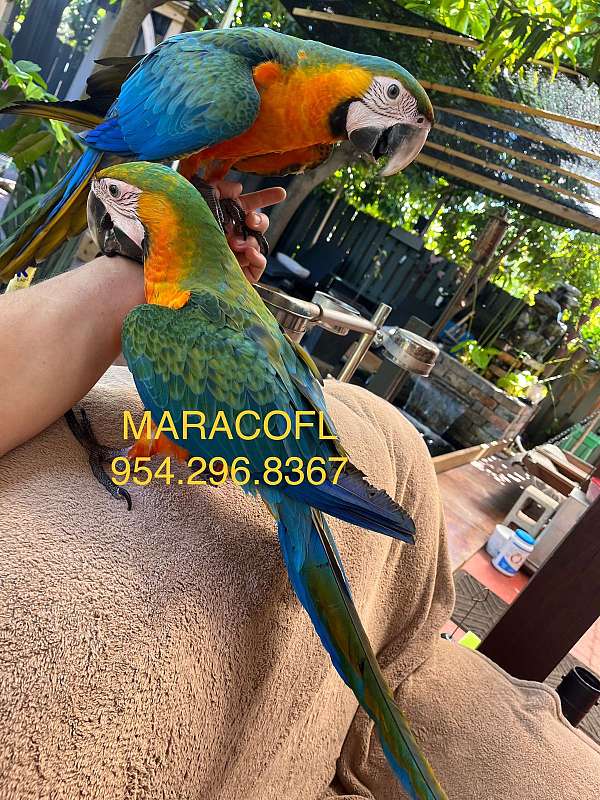 macaw-for-sale