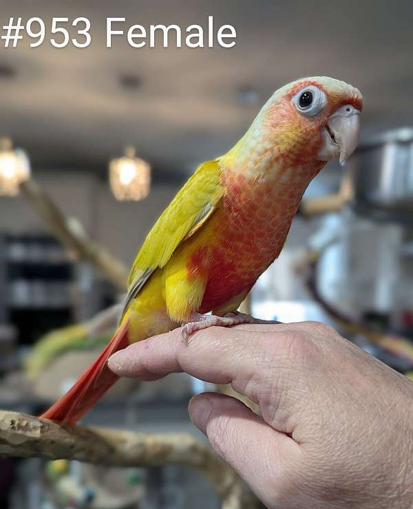 green-cheek-conure-for-sale