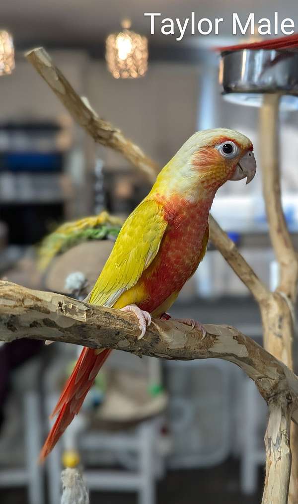 green-cheek-conure-for-sale