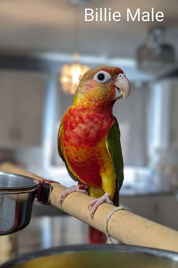 green-cheek-conure-for-sale