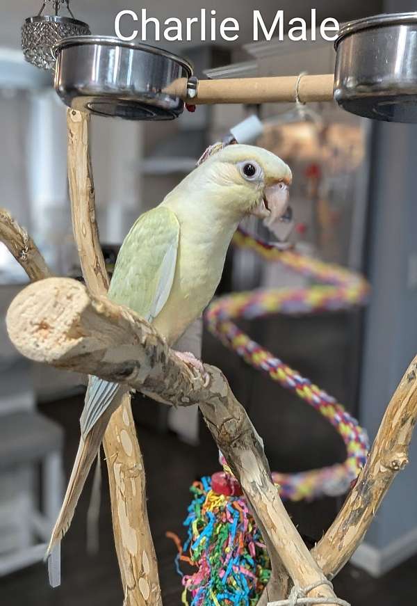 green-cheek-conure-for-sale