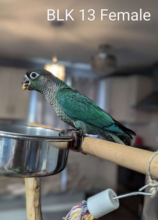 green-cheek-conure-for-sale