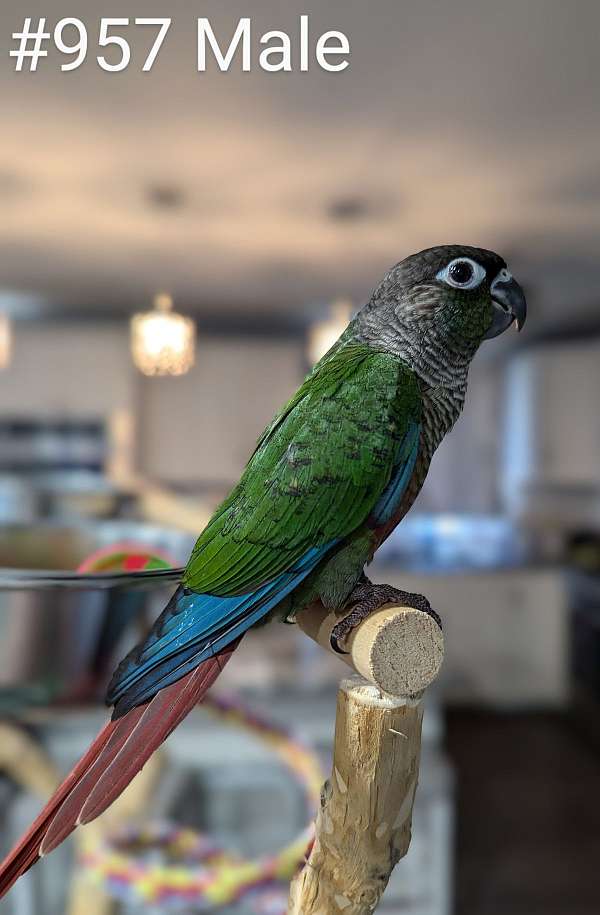 green-cheek-conure-for-sale