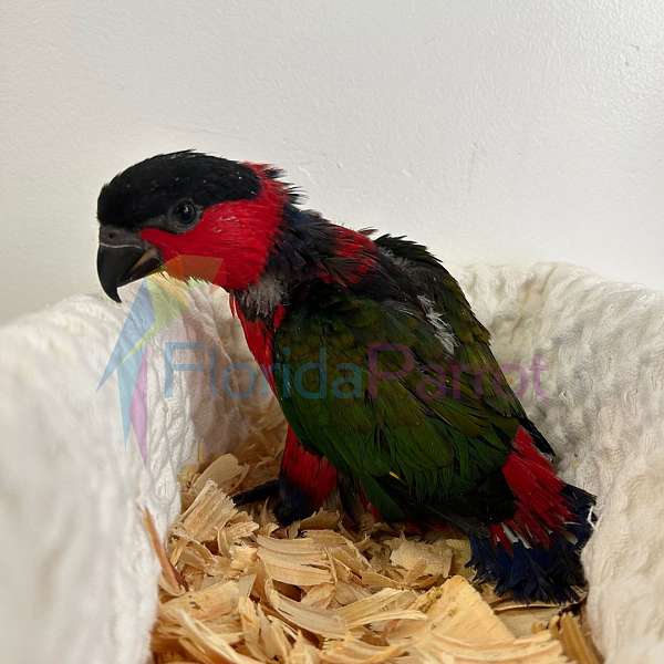 companion-black-capped-lory-for-sale