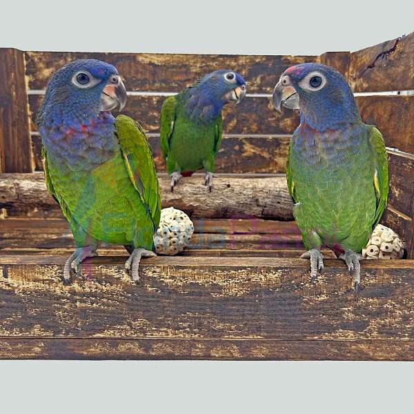 singing-blue-headed-pionus-parrots-for-sale