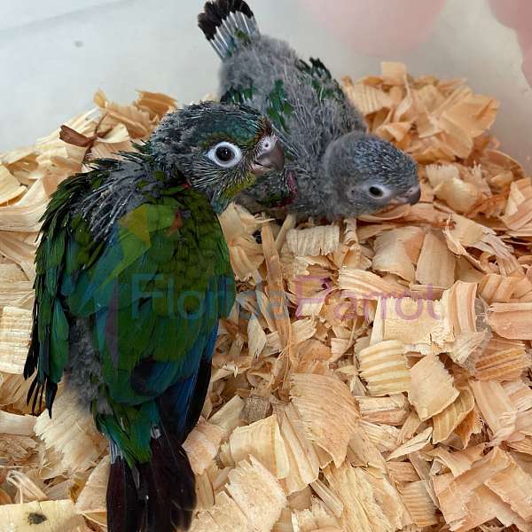 crimson-bellied-conure-for-sale