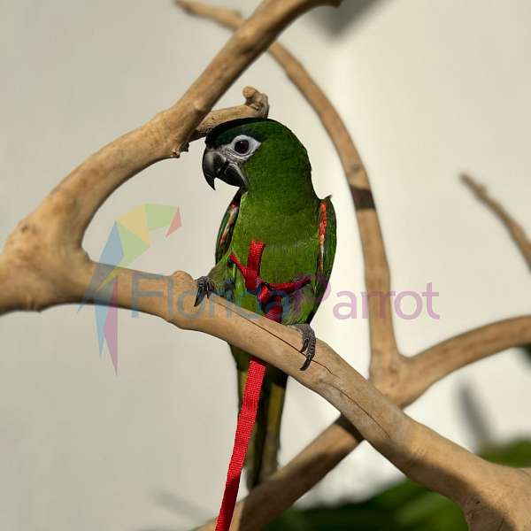 homing-hahns-macaw-for-sale