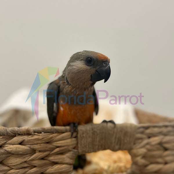 red-bellied-poicephalus-parrots-for-sale-in-miami-fl