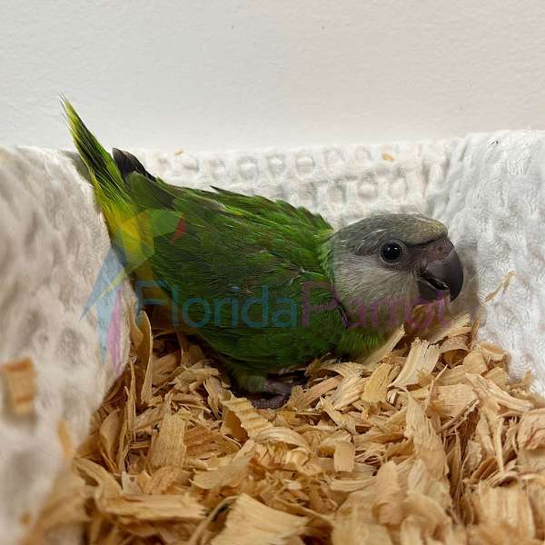 singing-senegal-poicephalus-parrots-for-sale