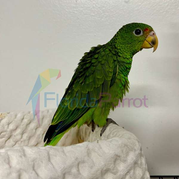 yellow-lored-amazon-parrot-for-sale-in-miami-fl