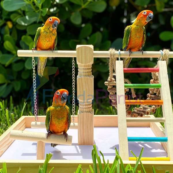 sun-conure-for-sale