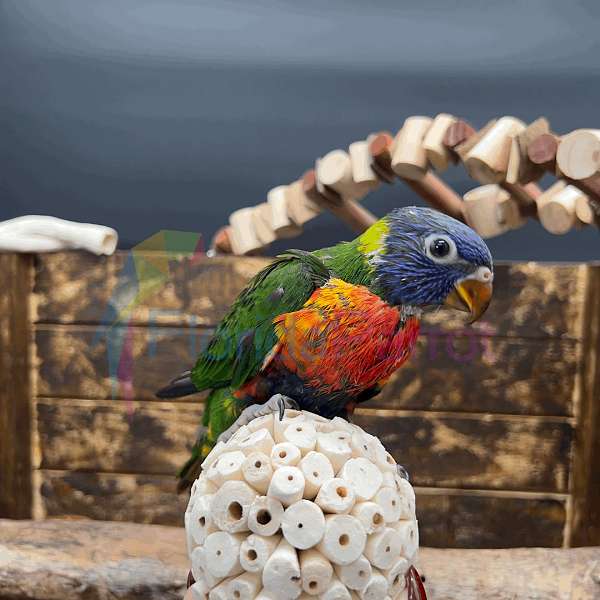 homing-rainbow-lory-for-sale