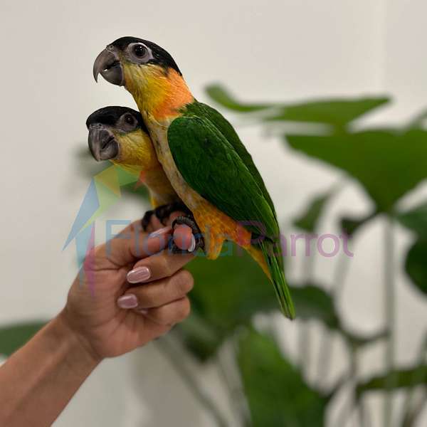 homing-black-headed-caique-for-sale