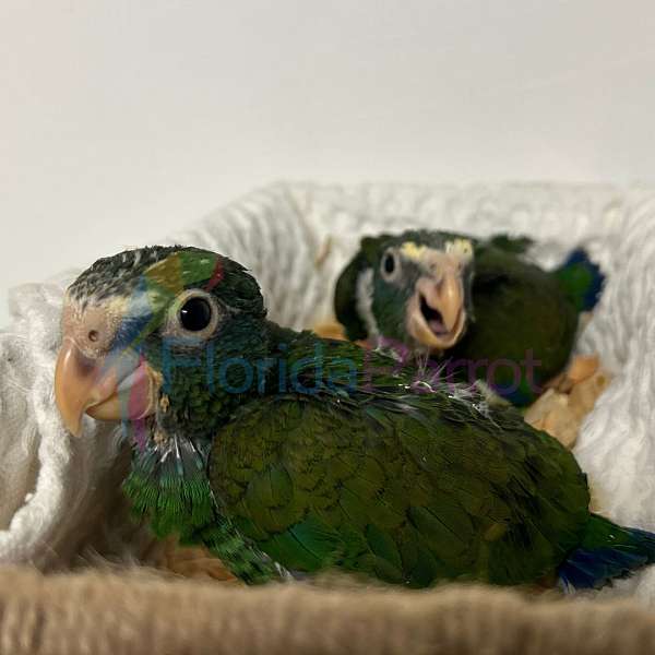 white-capped-pionus-parrots-for-sale-in-miami-fl