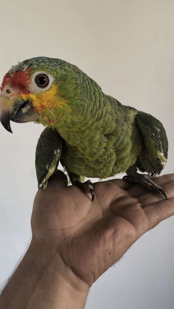 amazon-parrot-for-sale-in-bakersfield-ca