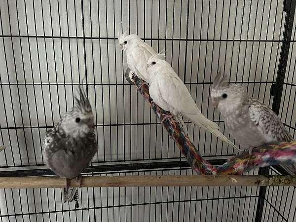 grey-bird-for-sale-in-passaic-nj