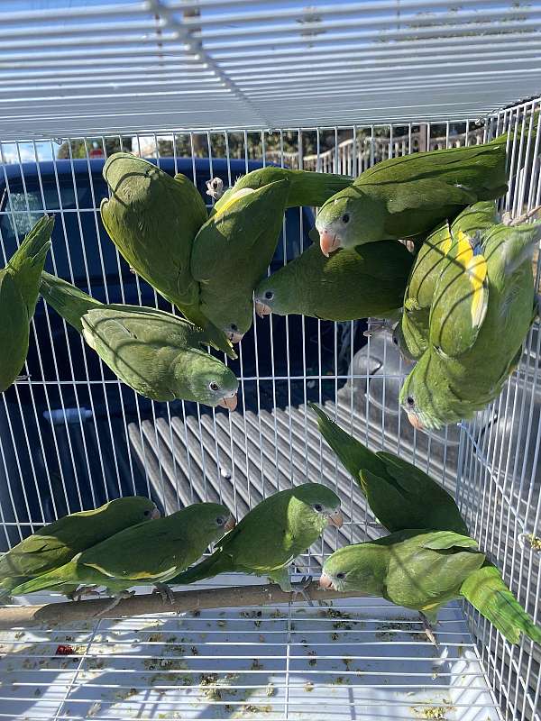 canary-parakeet-for-sale-in-san-diego-ca