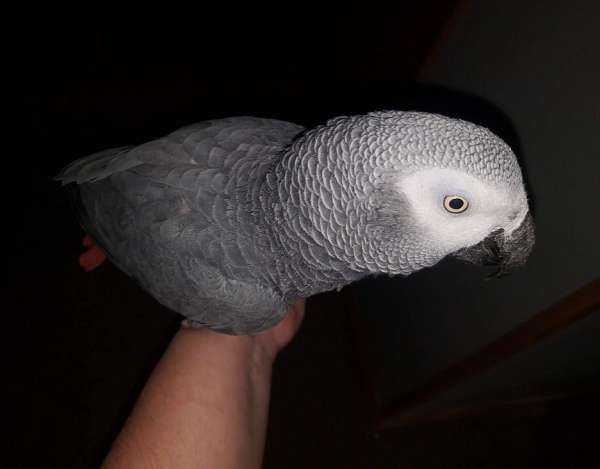 congo-african-grey-parrot-for-sale