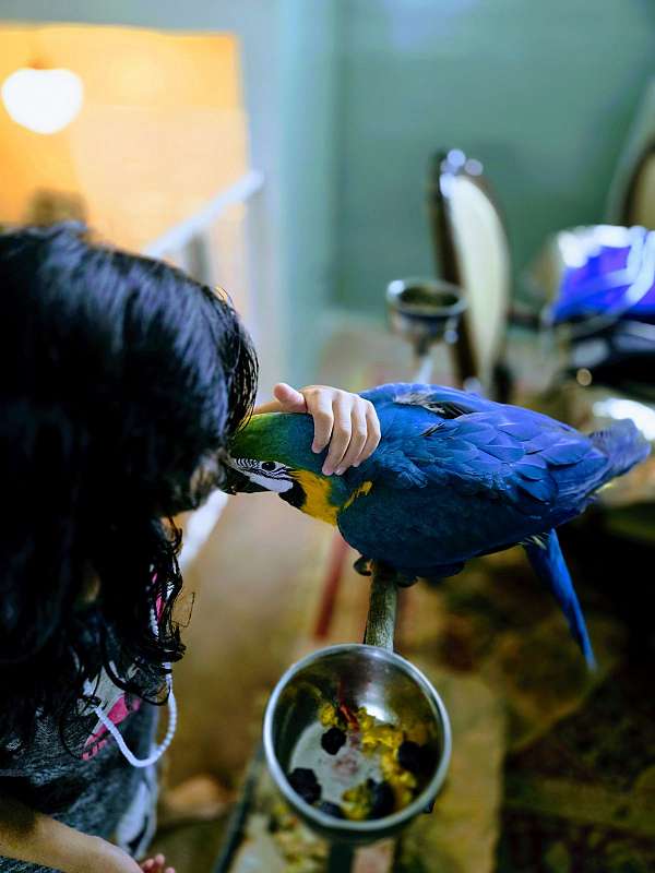 blue-gold-macaw-for-sale