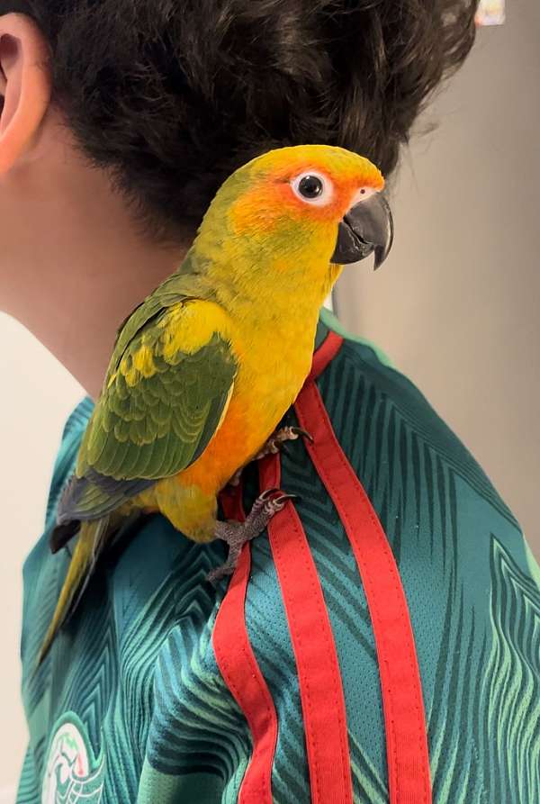 sun-conure-for-sale