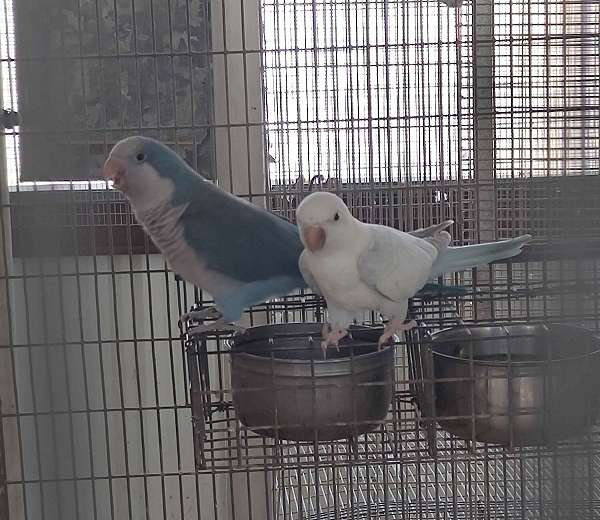 male-female-bird-for-sale-in-cleveland-tx