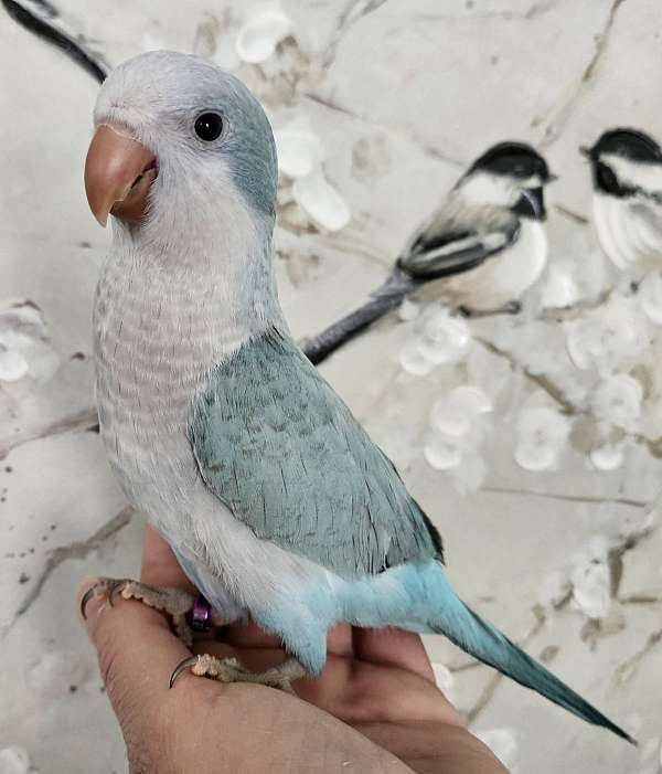 blue-opaline-cockatiel-for-sale