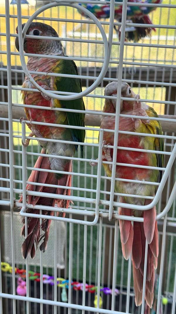 green-cheek-conure-for-sale-in-glendale-heights-il