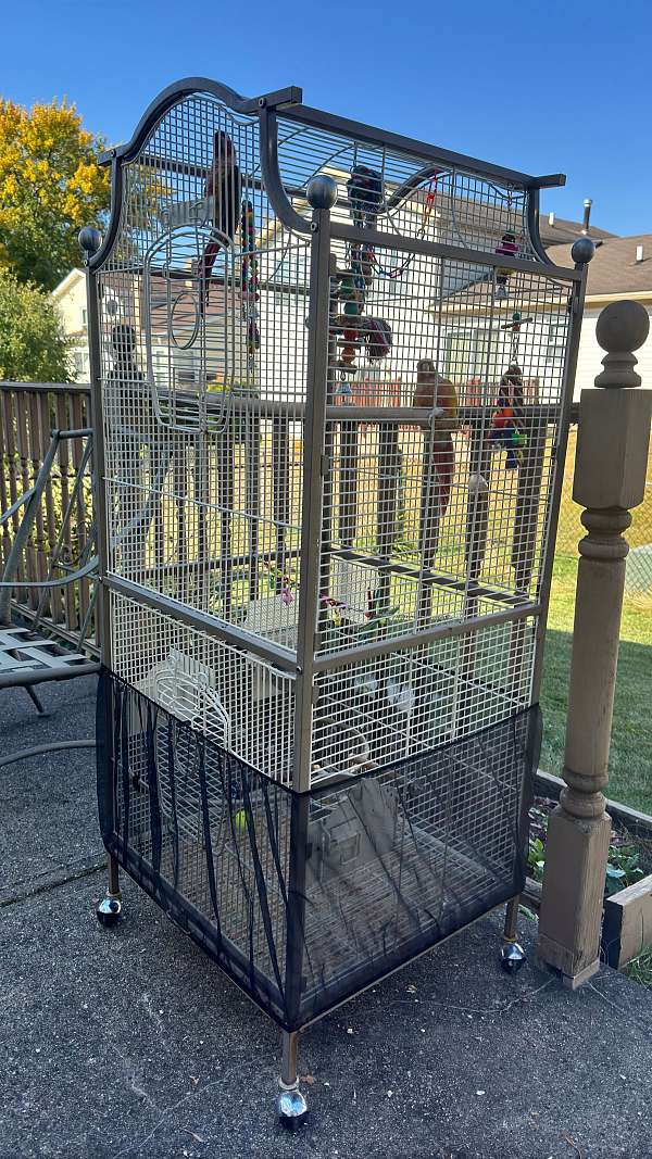 playful-bird-for-sale-in-glendale-heights-il