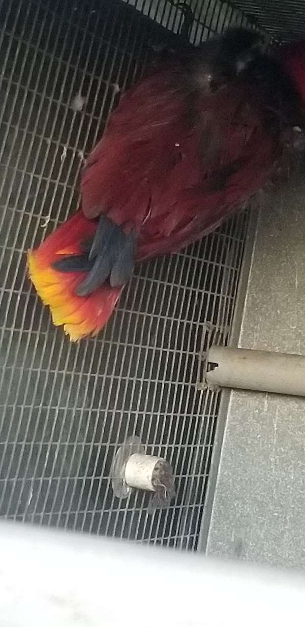 solomon-island-eclectus-parrots-for-sale-in-polk-city-fl